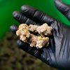 GMO Cookies - THCa Wholesale Hemp - Image 2