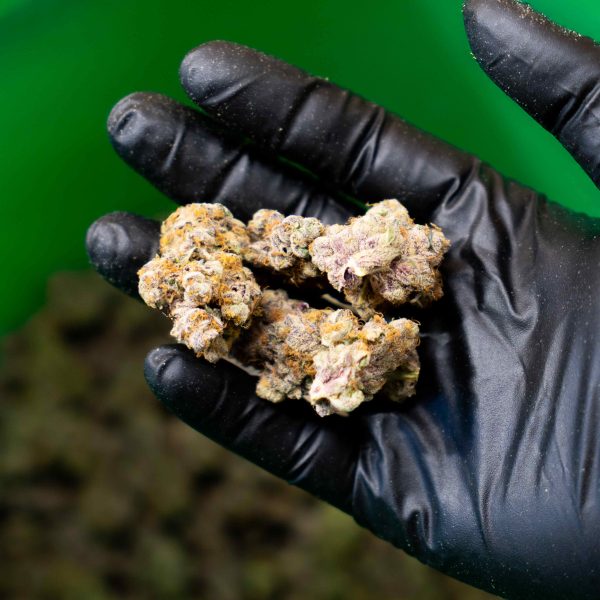 GMO Cookies - THCa Wholesale Hemp - Image 2