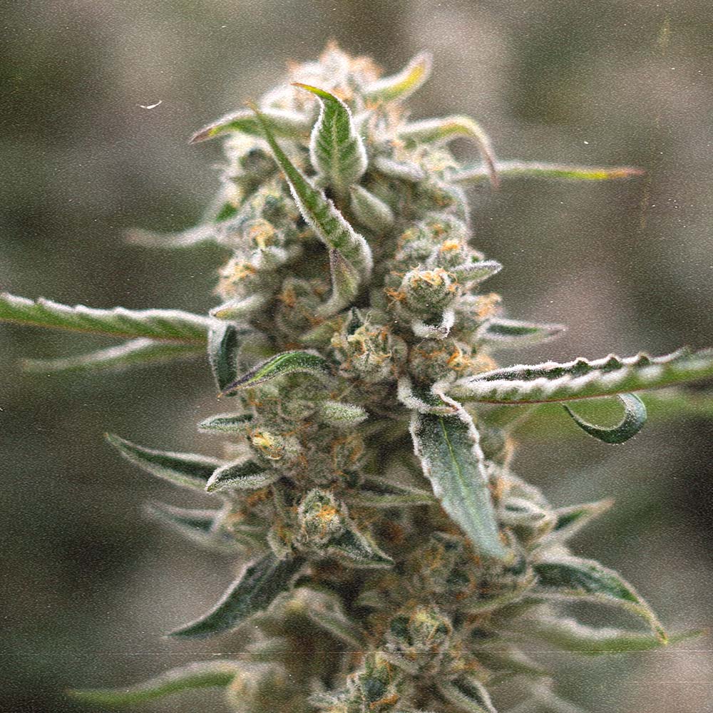 Indoor THCA Flower