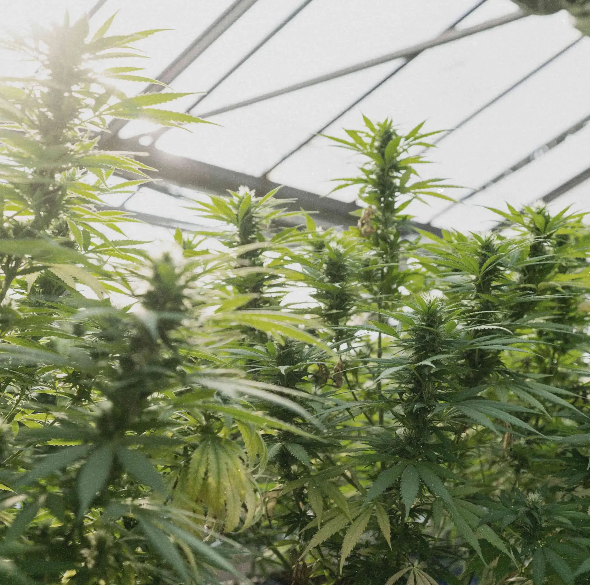 Greenhouse THCA Flower